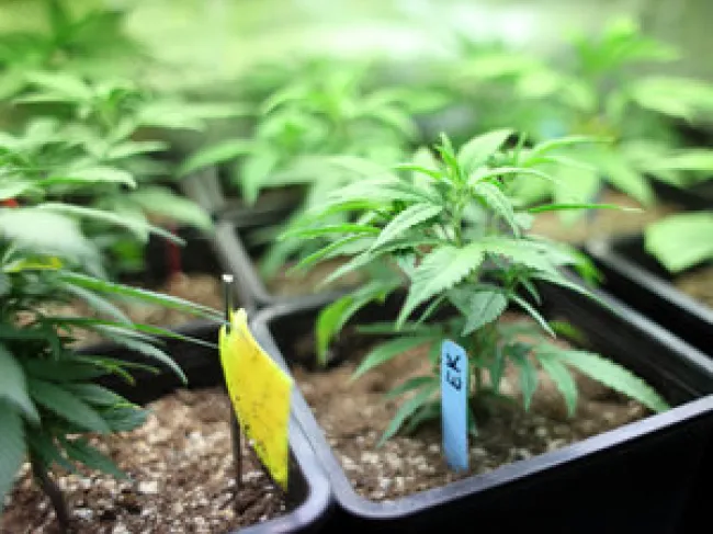 Marijuana seedlings
